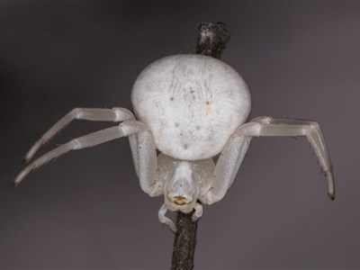 Thomisus spectabilis (Spectacular Crab Spider) at Melba, ACT - 22 Nov 2024 by kasiaaus