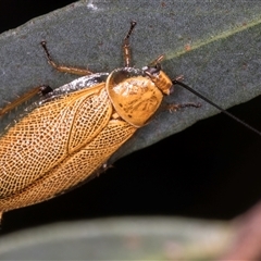 Ellipsidion australe at Melba, ACT - 22 Nov 2024 by kasiaaus