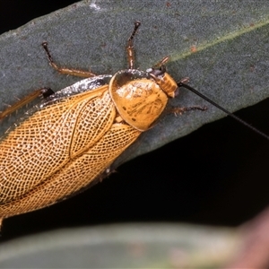 Ellipsidion humerale at Melba, ACT - 22 Nov 2024