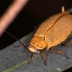 Ellipsidion humerale at Melba, ACT - 22 Nov 2024 03:34 PM