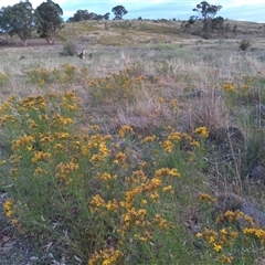 Hypericum perforatum (St John's Wort) at Kambah, ACT - 23 Nov 2024 by MichaelBedingfield