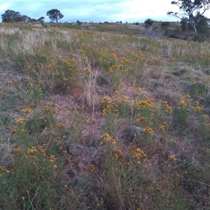 Hypericum perforatum at Kambah, ACT - 23 Nov 2024