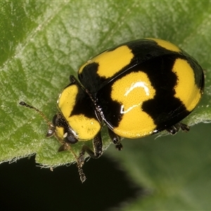 Illeis galbula (Fungus-eating Ladybird) at Melba, ACT by kasiaaus