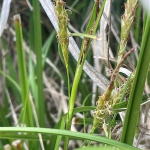 Carex breviculmis at Rendezvous Creek, ACT - 23 Nov 2024 12:26 PM