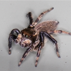 Maratus griseus (Jumping spider) at Melba, ACT by kasiaaus