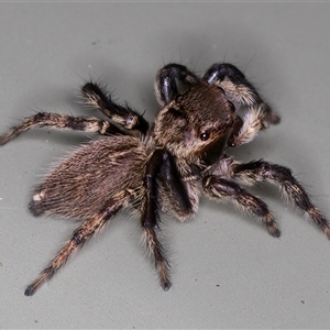 Maratus griseus at Melba, ACT - 22 Nov 2024