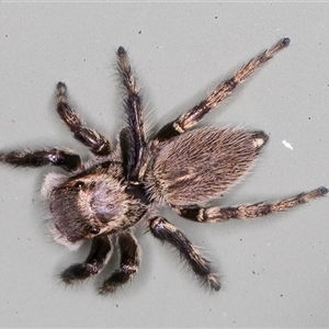 Maratus griseus at Melba, ACT - 22 Nov 2024