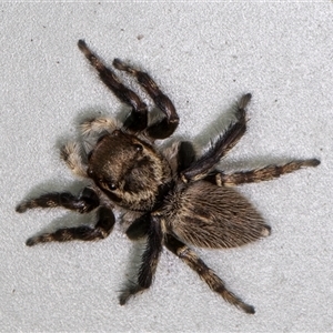 Maratus griseus at Melba, ACT - 22 Nov 2024 03:39 PM