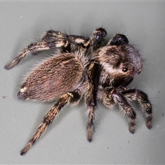 Maratus griseus at Melba, ACT - 22 Nov 2024