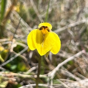 Diuris subalpina at Long Plain, NSW - 2 Nov 2024