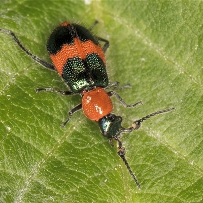 Dicranolaius bellulus (Red and Blue Pollen Beetle) at Melba, ACT - 22 Nov 2024 by kasiaaus