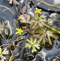 Ranunculus amphitrichus (Small River Buttercup) at Rendezvous Creek, ACT - 23 Nov 2024 by JaneR