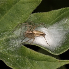 Oxyopes (genus) (Lynx spider) at Melba, ACT - 22 Nov 2024 by kasiaaus