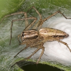 Oxyopes sp. (genus) at Melba, ACT - 22 Nov 2024 03:41 PM