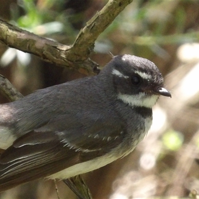 Rhipidura albiscapa (Grey Fantail) at Braidwood, NSW - 23 Nov 2024 by MatthewFrawley