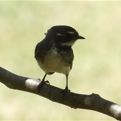 Rhipidura albiscapa at Braidwood, NSW - 23 Nov 2024