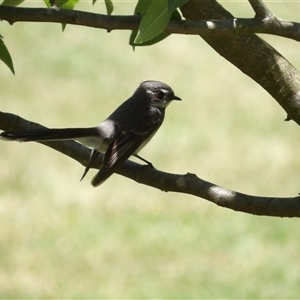 Rhipidura albiscapa at Braidwood, NSW - 23 Nov 2024