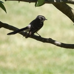 Rhipidura albiscapa at Braidwood, NSW - 23 Nov 2024