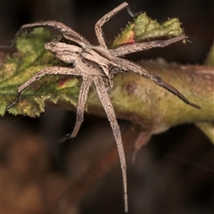 Argoctenus sp. (genus) at Melba, ACT - 22 Nov 2024