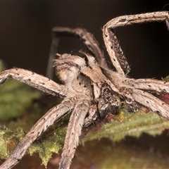 Argoctenus sp. (genus) at Melba, ACT - 22 Nov 2024