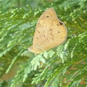 Heteronympha merope at Braidwood, NSW - 23 Nov 2024