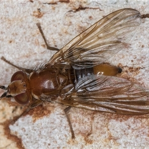 Neotoxura longipalpis (Light fly) at Melba, ACT by kasiaaus