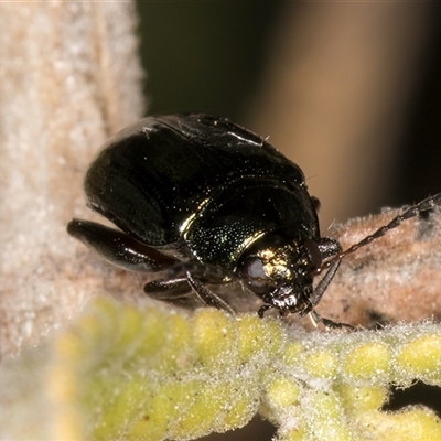 Alticini (tribe) (Unidentified flea beetle) at Melba, ACT - 22 Nov 2024 by kasiaaus