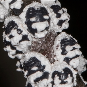 Melanococcus albizziae (Acacia Mealybug) at Melba, ACT by kasiaaus