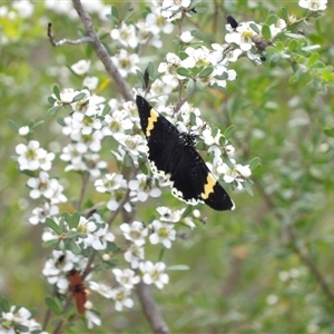 Eutrichopidia latinus at Bombay, NSW - 23 Nov 2024