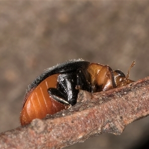 Cryptolaemus montrouzieri (Mealybug ladybird) at Melba, ACT by kasiaaus