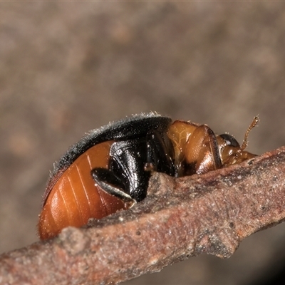 Cryptolaemus montrouzieri (Mealybug ladybird) at Melba, ACT - 22 Nov 2024 by kasiaaus