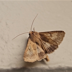 Helicoverpa armigera (Cotton bollworm, Corn earworm) at Hawker, ACT - 23 Nov 2024 by sangio7