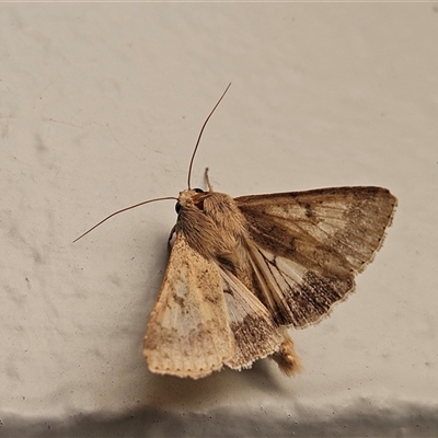 Helicoverpa armigera (Cotton bollworm, Corn earworm) at Hawker, ACT - 23 Nov 2024 by sangio7