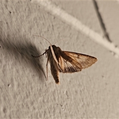 Helicoverpa armigera at Hawker, ACT - suppressed
