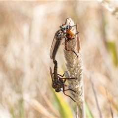 Zosteria sp. (genus) (Common brown robber fly) at Fraser, ACT - 19 Nov 2024 by AlisonMilton