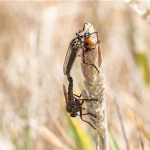 Zosteria sp. (genus) at Fraser, ACT - 19 Nov 2024