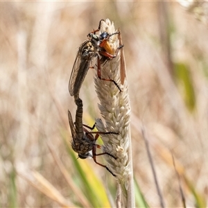 Zosteria sp. (genus) at Fraser, ACT - 19 Nov 2024