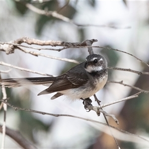 Rhipidura albiscapa at Fraser, ACT - 19 Nov 2024