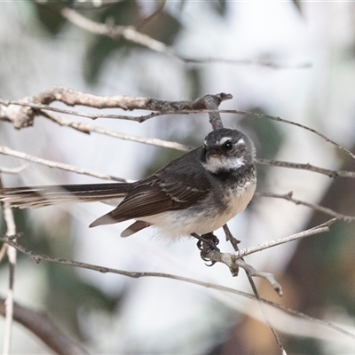 Rhipidura albiscapa at Fraser, ACT - 18 Nov 2024 by AlisonMilton