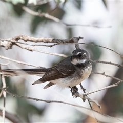 Rhipidura albiscapa at Fraser, ACT - 19 Nov 2024