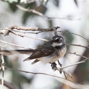 Rhipidura albiscapa at Fraser, ACT - 19 Nov 2024