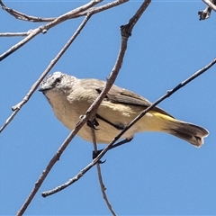 Acanthiza chrysorrhoa at Fraser, ACT - 19 Nov 2024 by AlisonMilton