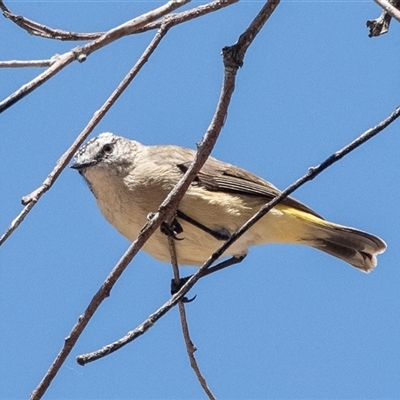 Acanthiza chrysorrhoa at Fraser, ACT - 19 Nov 2024 by AlisonMilton