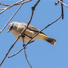 Acanthiza chrysorrhoa at Fraser, ACT - 19 Nov 2024