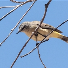 Acanthiza chrysorrhoa at Fraser, ACT - 19 Nov 2024