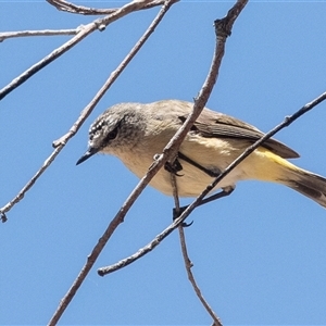 Acanthiza chrysorrhoa at Fraser, ACT - 19 Nov 2024