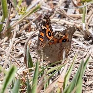 Junonia villida at Fraser, ACT - 19 Nov 2024