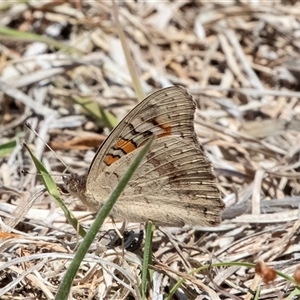 Junonia villida at Fraser, ACT - 19 Nov 2024 12:26 PM