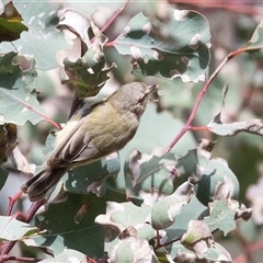 Smicrornis brevirostris at Dunlop, ACT - 18 Nov 2024 by AlisonMilton