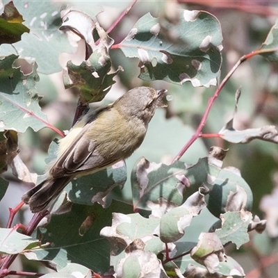 Smicrornis brevirostris at Dunlop, ACT - 18 Nov 2024 by AlisonMilton